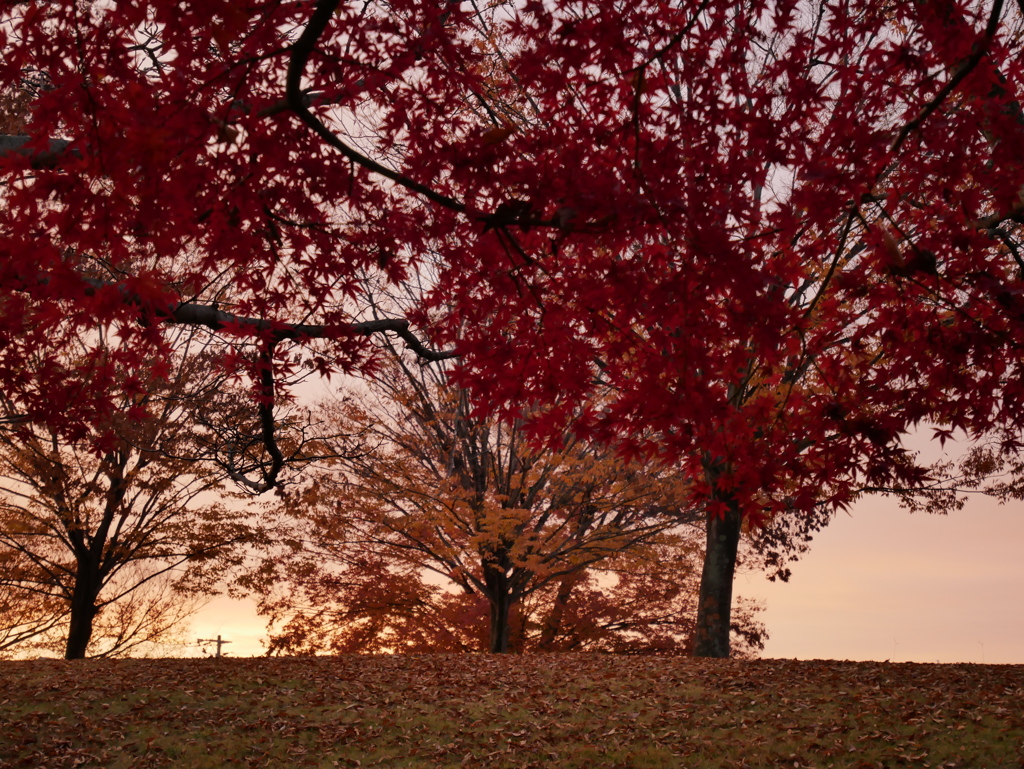 １１月２９日 曇り空ながら薄日出て柔らかい陽射しの逆光で紅葉を、、