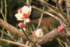 梅