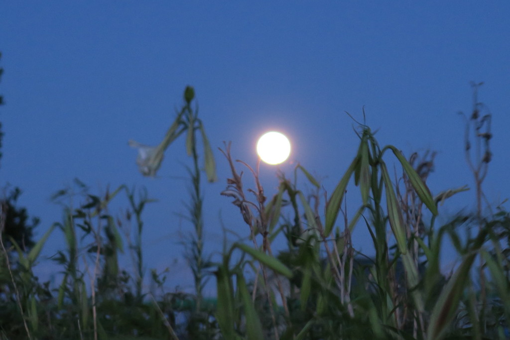 109081456_Unknown ８月８日火曜日の早朝 月とテッポウユリ