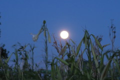 109081456_Unknown ８月８日火曜日の早朝 月とテッポウユリ