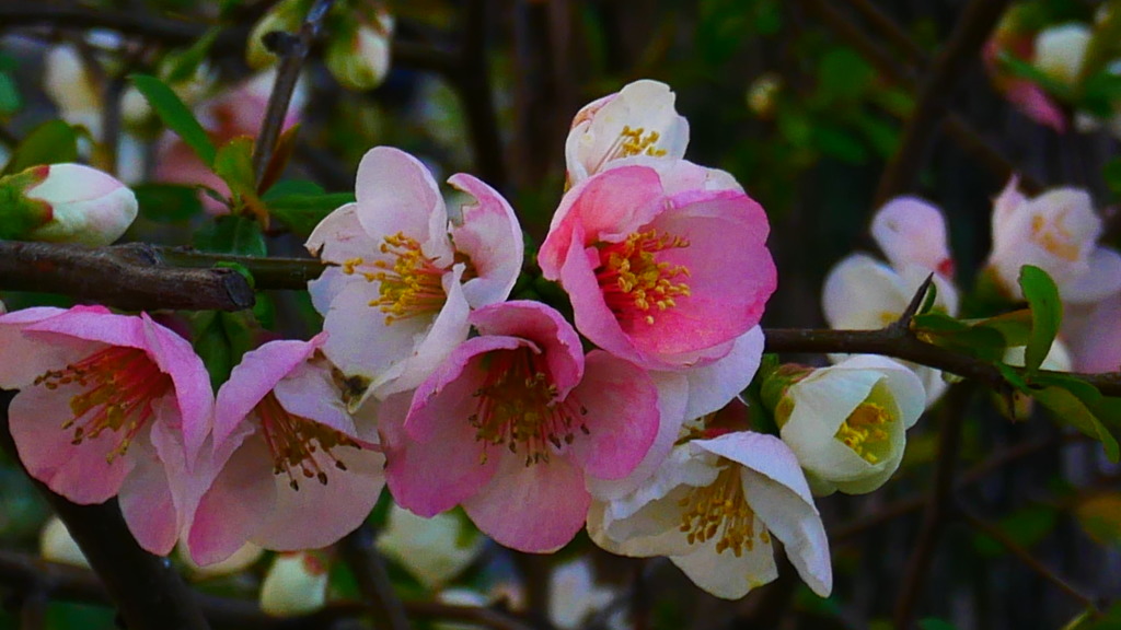 ボケの花