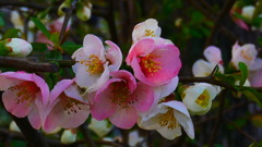 ボケの花