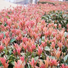 発芽する