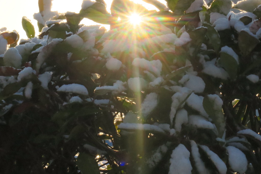 ３回目の雪
