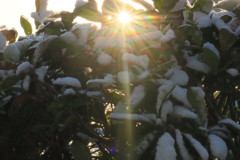 ３回目の雪