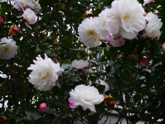 サザンカの花