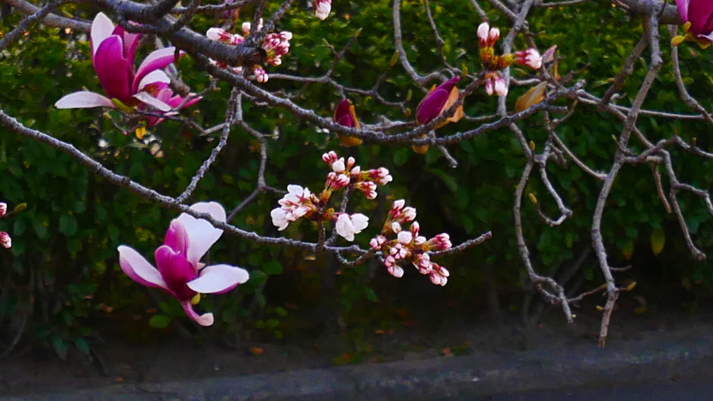 桜 モクレン