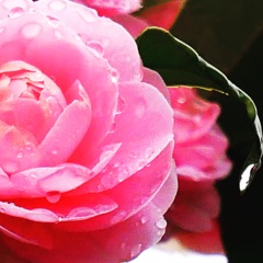 しっとり