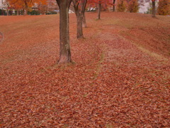 枯葉の絨毯