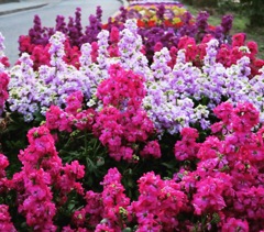 花壇
