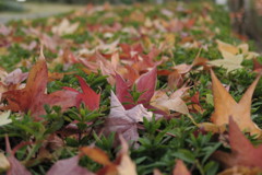 15ECF614-EE58-4AED-8BAF-20CB4C0BF450落ち葉