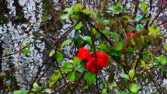 紅一点