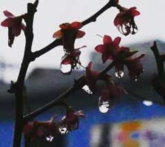 今日は雨