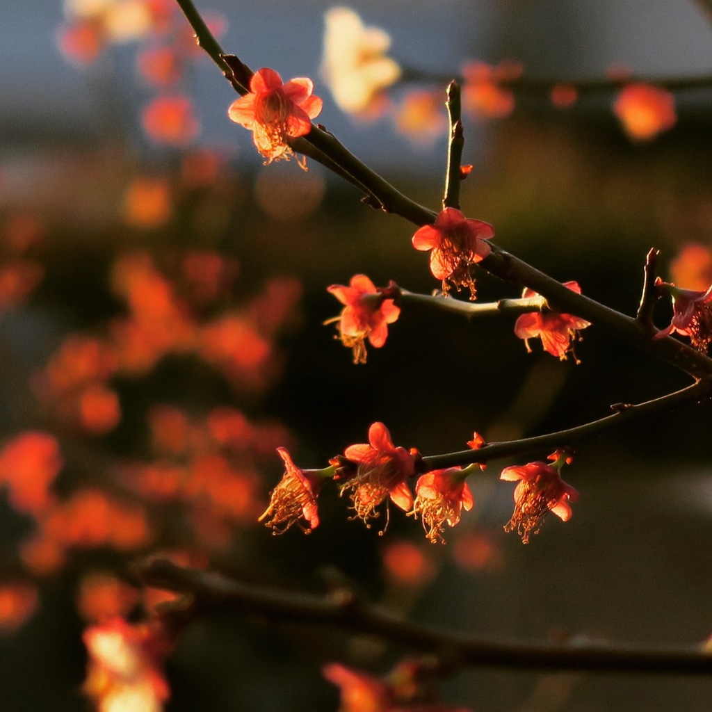 早咲き紅梅は、、