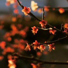 早咲き紅梅は、、
