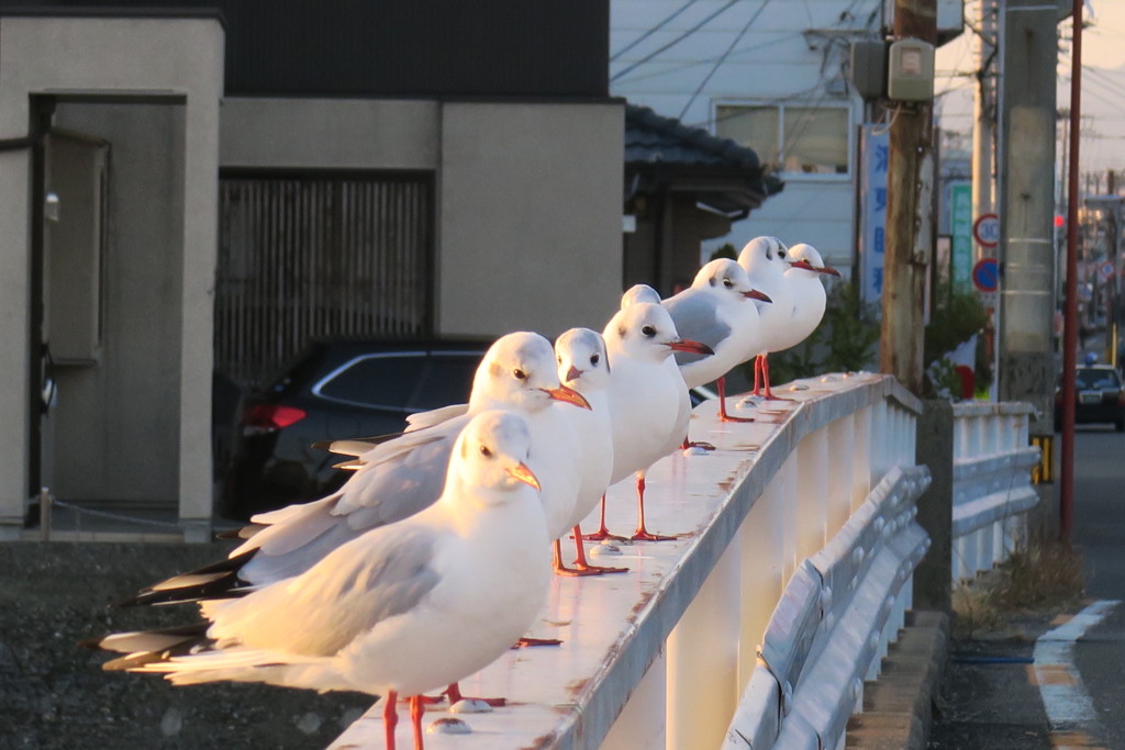 ユリカモメ並ぶ