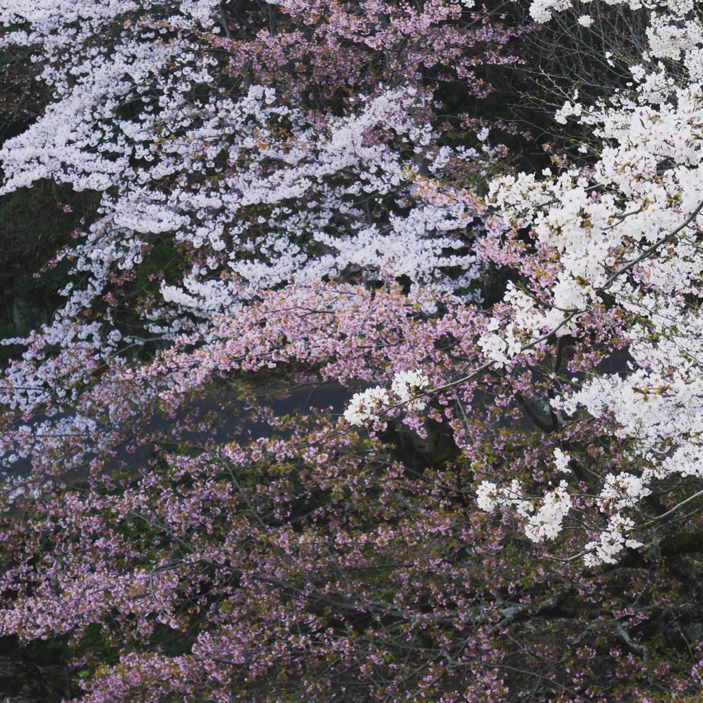 コントラスト