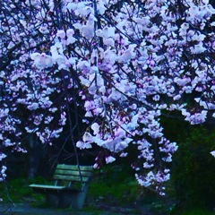 しだれ桜