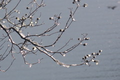 溶ける