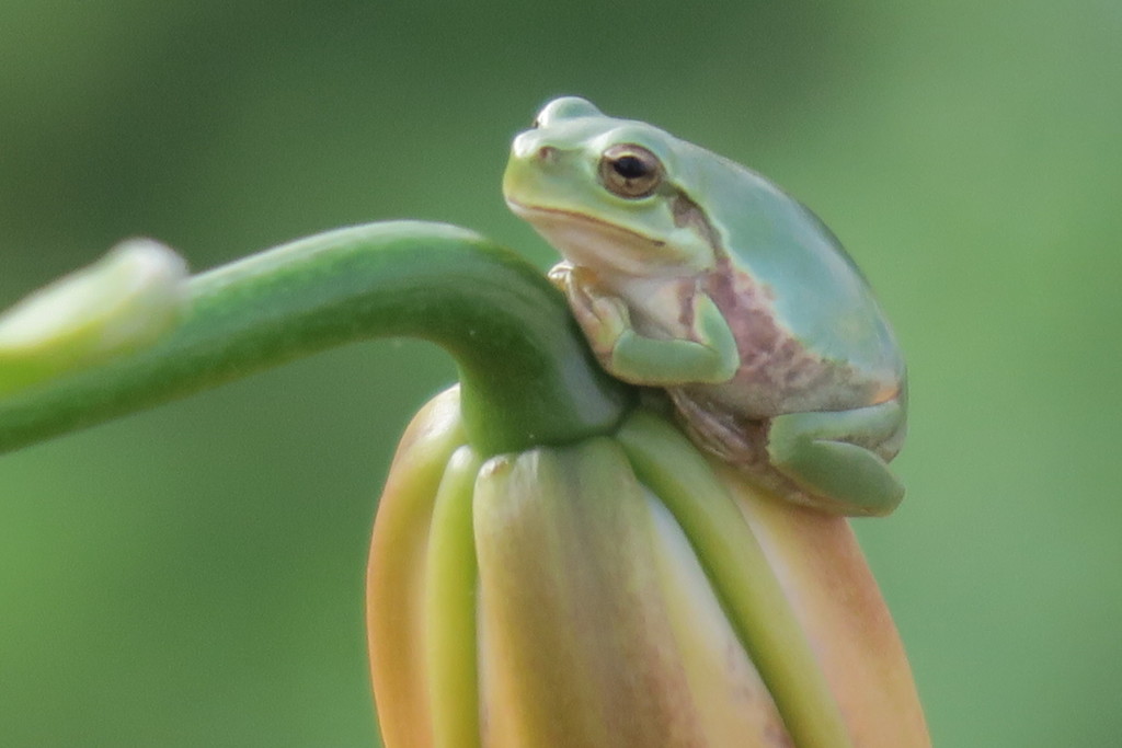 108802288_Unknownカエル