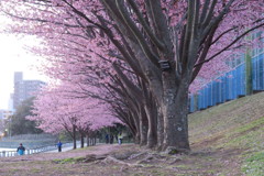 桜並木