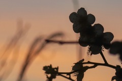 梅の花
