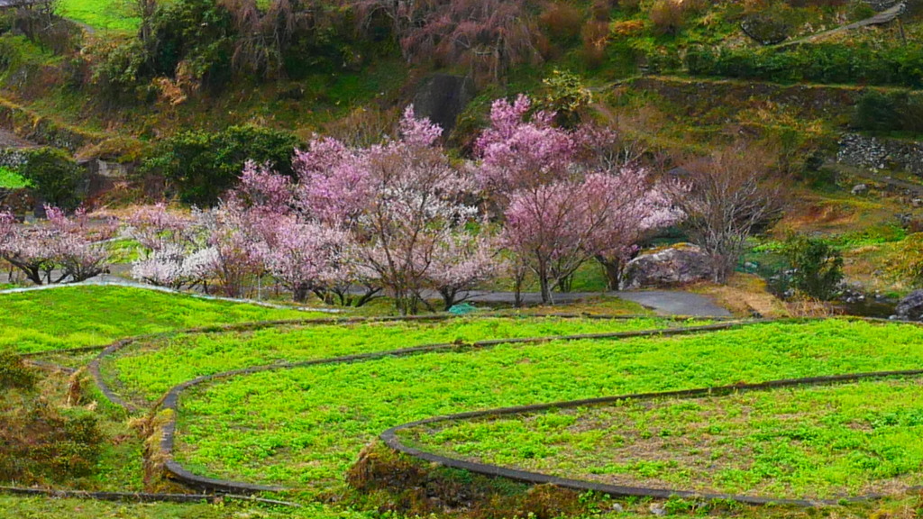 棚田