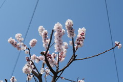 白梅