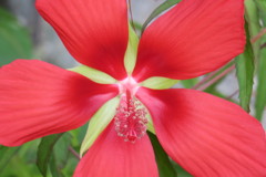 108803296_Unknownモミジアオイ