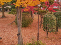 公園