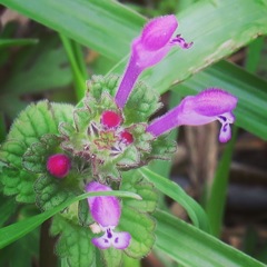 ちっちゃな花