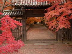 寺のモミジ