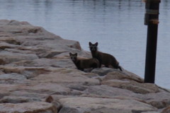 109082432_Unknown二匹のタヌキ