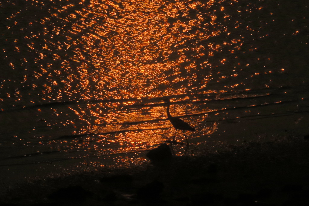 102240496_Unknownアオサギ