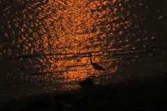 102240496_Unknownアオサギ