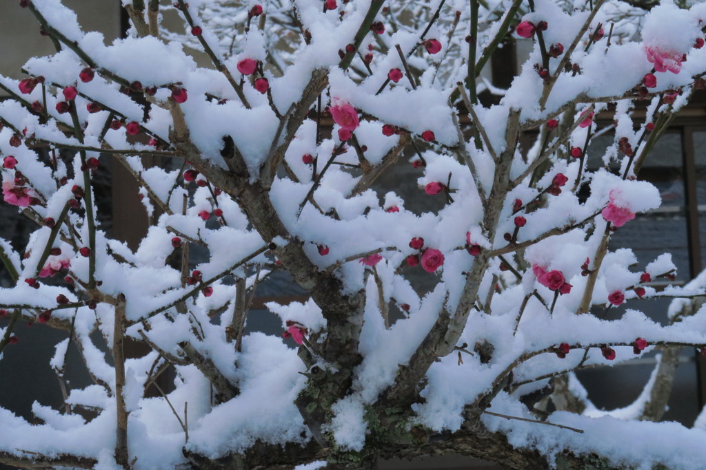 雪と紅梅