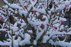 雪と紅梅