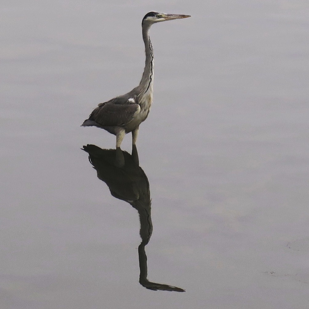 アオサギ