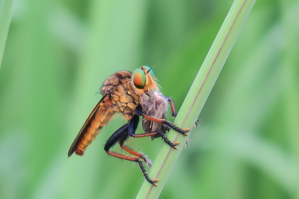 108811136_Unknown獲物とらえた