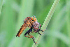 108811136_Unknown獲物とらえた