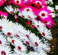 色々な色の花