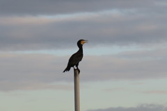 109080864_Unknown 鵜