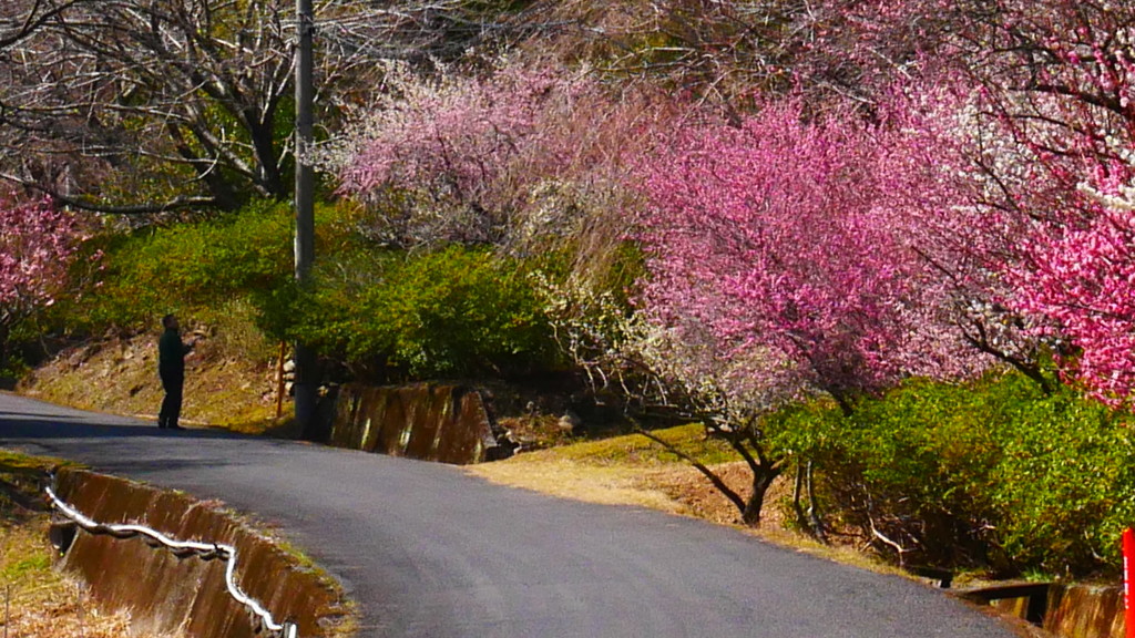 梅咲く