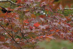 4299FDC9-1A8A-4F92-80BA-64E5A2E8CEBBモミジ