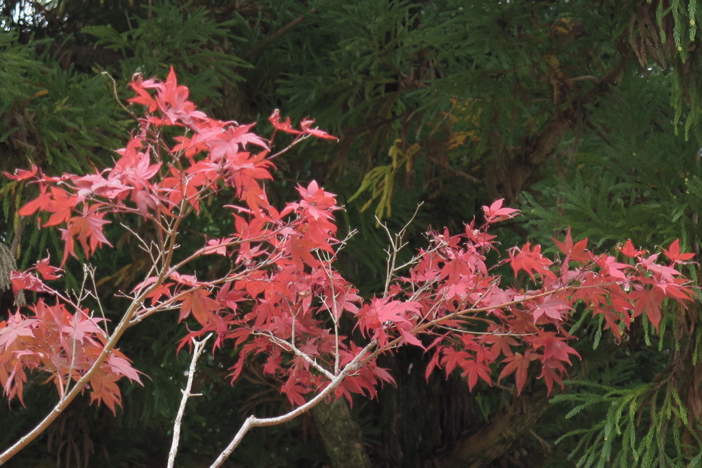 色づくモFFABD9E7-BB78-4F23-BFEE-0F19E6317041