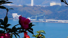 湾に面したツバキ園