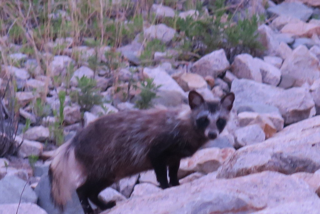 108805232_Unknownタヌキ