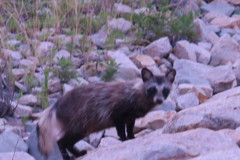 108805232_Unknownタヌキ