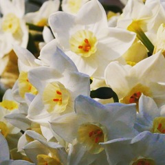 水仙の花