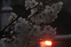 朝日